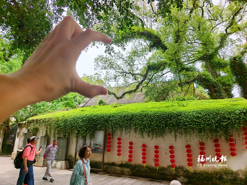 烟台山“比心”香樟树走红